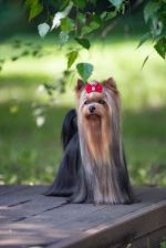 ЖЕМЧУЖИНА КЛЯЗЬМЫ РУССКИЙ СТИЛЬ