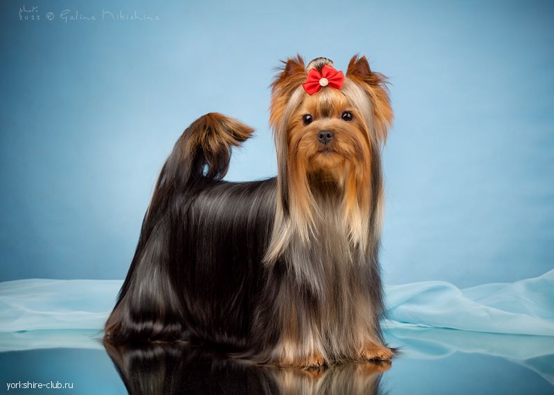 Наши Чемпионы. CH. ЖЕМЧУЖИНА КЛЯЗЬМЫ ЮЛИАНА ДЖАЙФ Йоркширы Клязьмы Щенки Чемпионы Любимцы