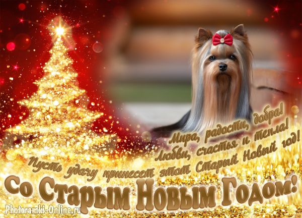 Наши Чемпионы. CH. ЖЕМЧУЖИНА КЛЯЗЬМЫ РУССКИЙ СТИЛЬ Йоркширы Клязьмы Щенки Чемпионы Любимцы