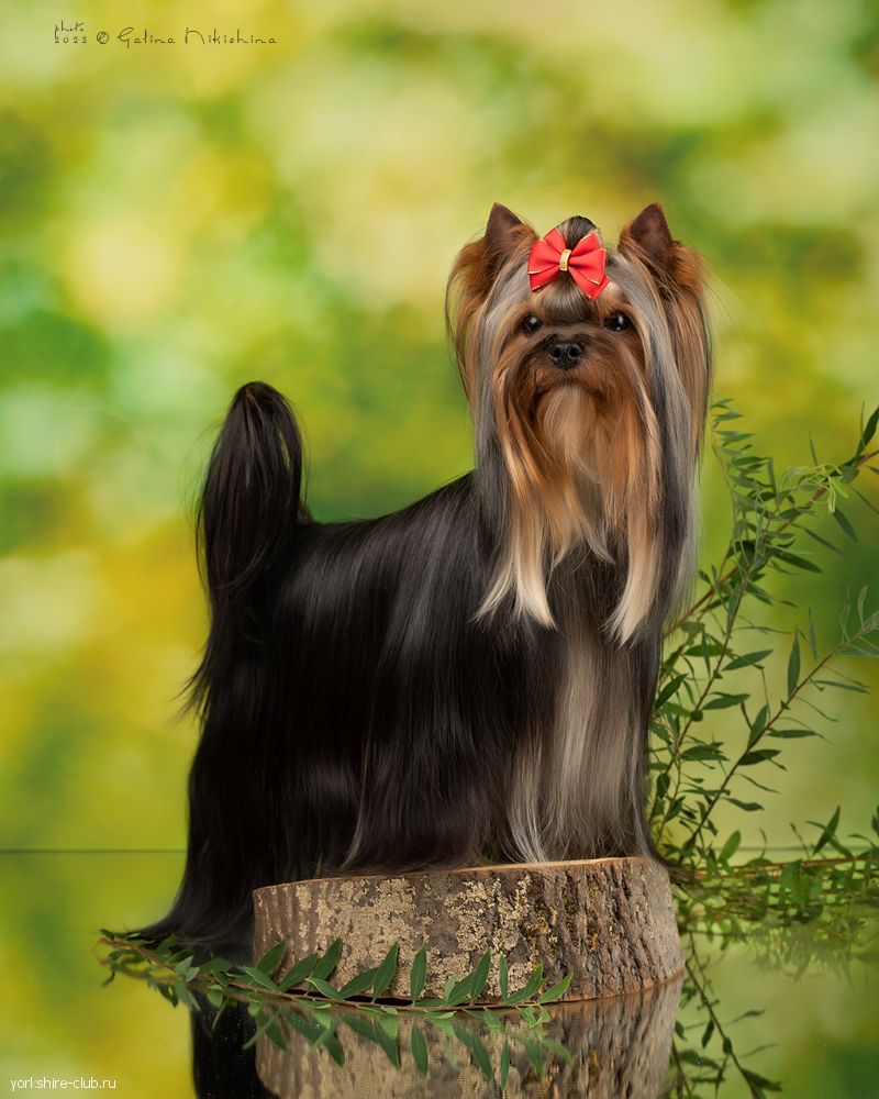 Наши Чемпионы. CH.  ЖЕМЧУЖИНА КЛЯЗЬМЫ ЕСЕНИЯ ШОУ ЛЕДИ Йоркширы Клязьмы Щенки Чемпионы Любимцы