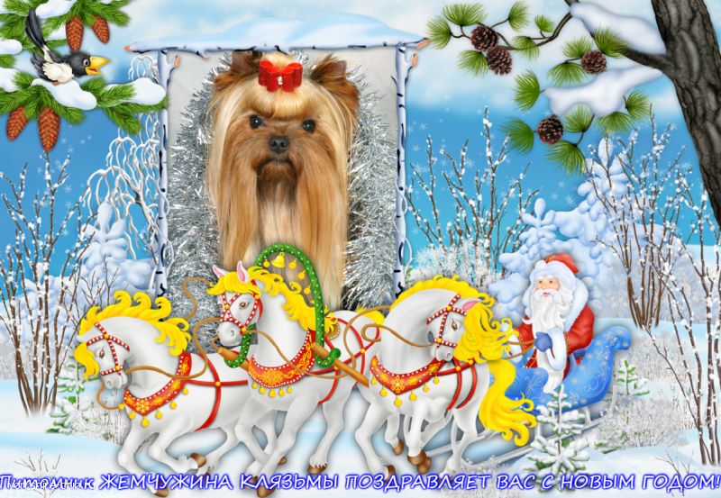 Наши Чемпионы. CH. ЖЕМЧУЖИНА КЛЯЗЬМЫ ЧЕЛЕНТАНО БОЙ Йоркширы Клязьмы Щенки Чемпионы Любимцы