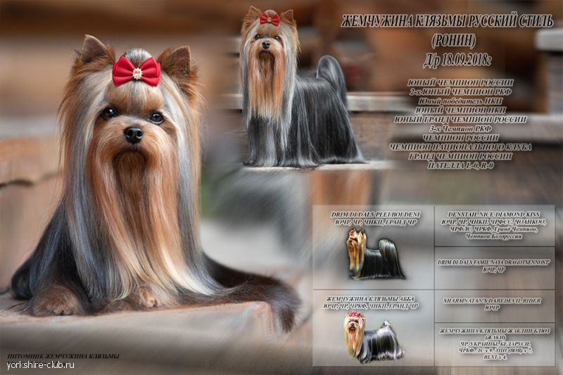 Наши чемпионы GCH. ЖЕМЧУЖИНА КЛЯЗЬМЫ РУССКИЙ СТИЛЬ Йоркширы Клязьмы Щенки Чемпионы Любимцы