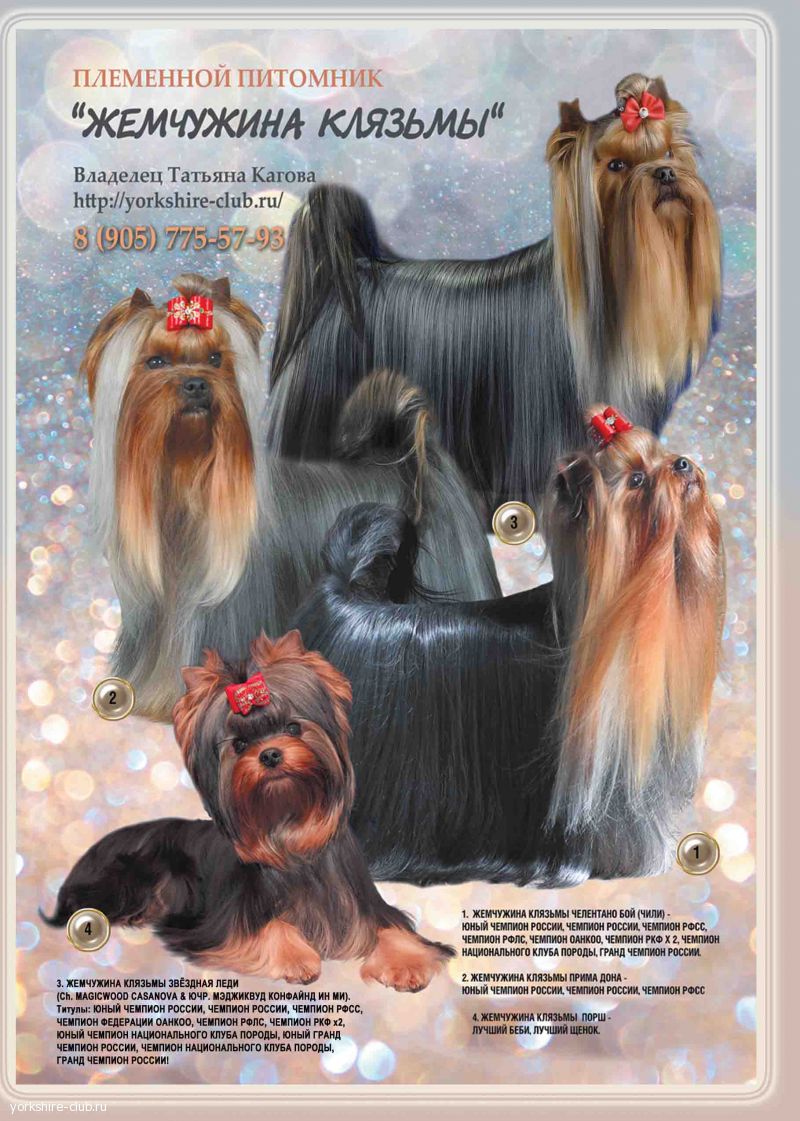 Презентация питомника. Автор макета Ева Любимова. Наши чемпионы