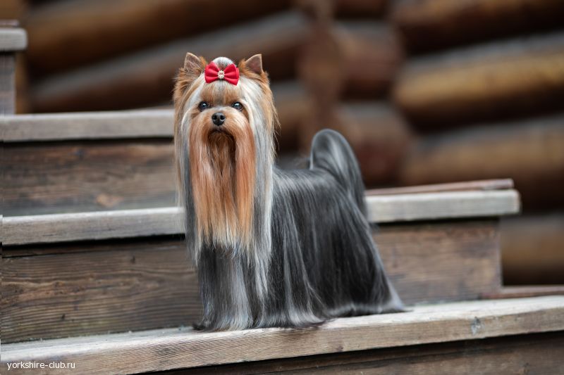 Наши чемпионы GCH. ЖЕМЧУЖИНА КЛЯЗЬМЫ РУССКИЙ СТИЛЬ Йоркширы Клязьмы Щенки Чемпионы Любимцы