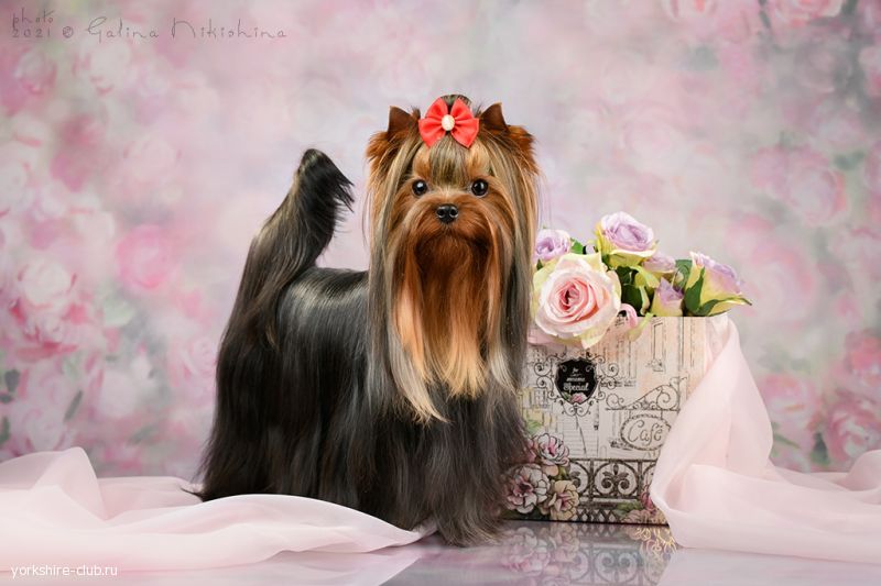 Наши Чемпионы. CH. ЖЕМЧУЖИНА КЛЯЗЬМЫ ЧАРМИНГ ЛЕДИ Йоркширы Клязьмы Щенки Чемпионы Любимцы