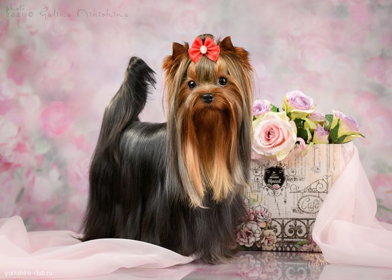 Наши Чемпионы. CH. ЖЕМЧУЖИНА КЛЯЗЬМЫ ЧАРМИНГ ЛЕДИ Йоркширы Клязьмы Щенки Чемпионы Любимцы