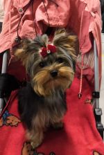 РООКК «Северо-Запад» - 19.10.2019